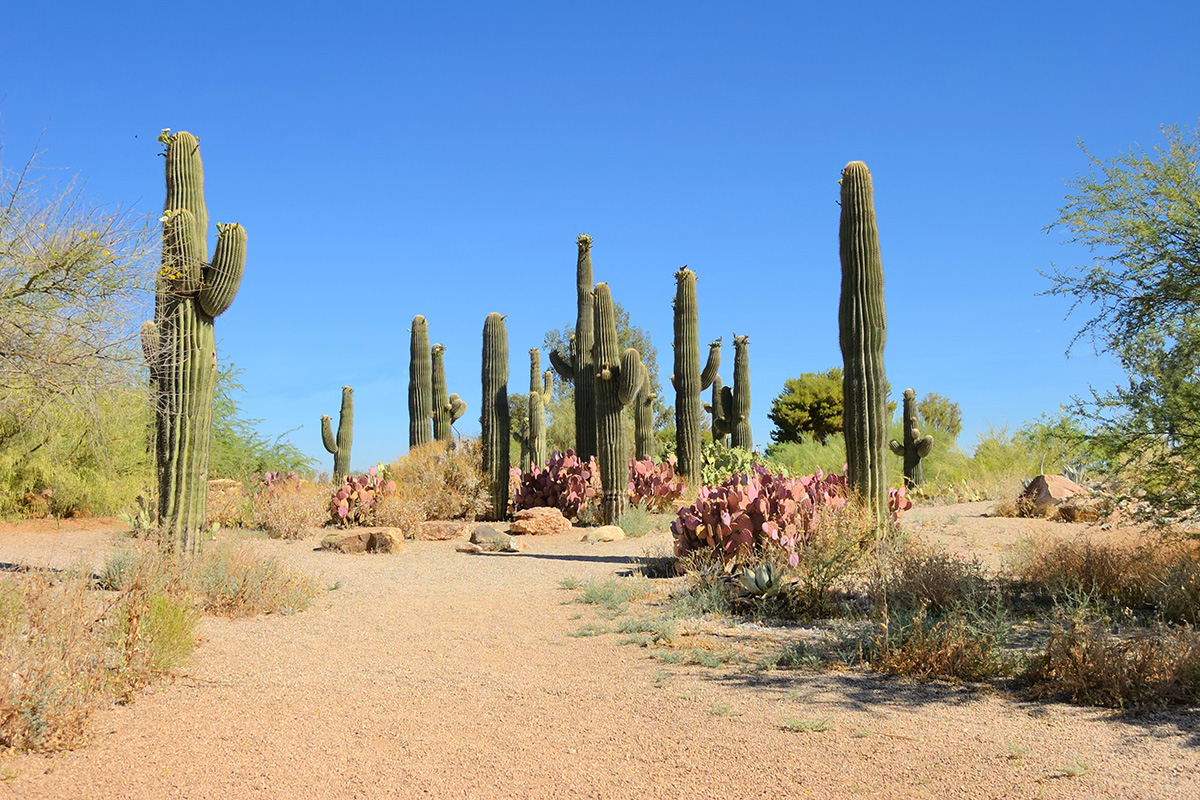 Close to San Tan Mountain Regional Park