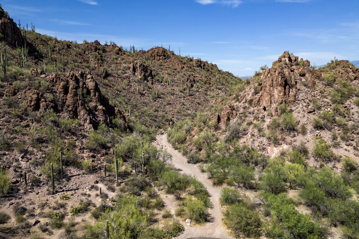 Saguaro National Park 