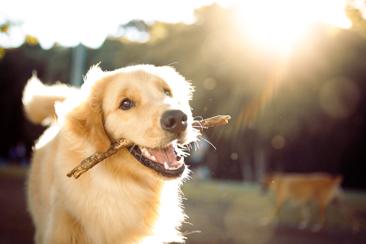 Planned dog park