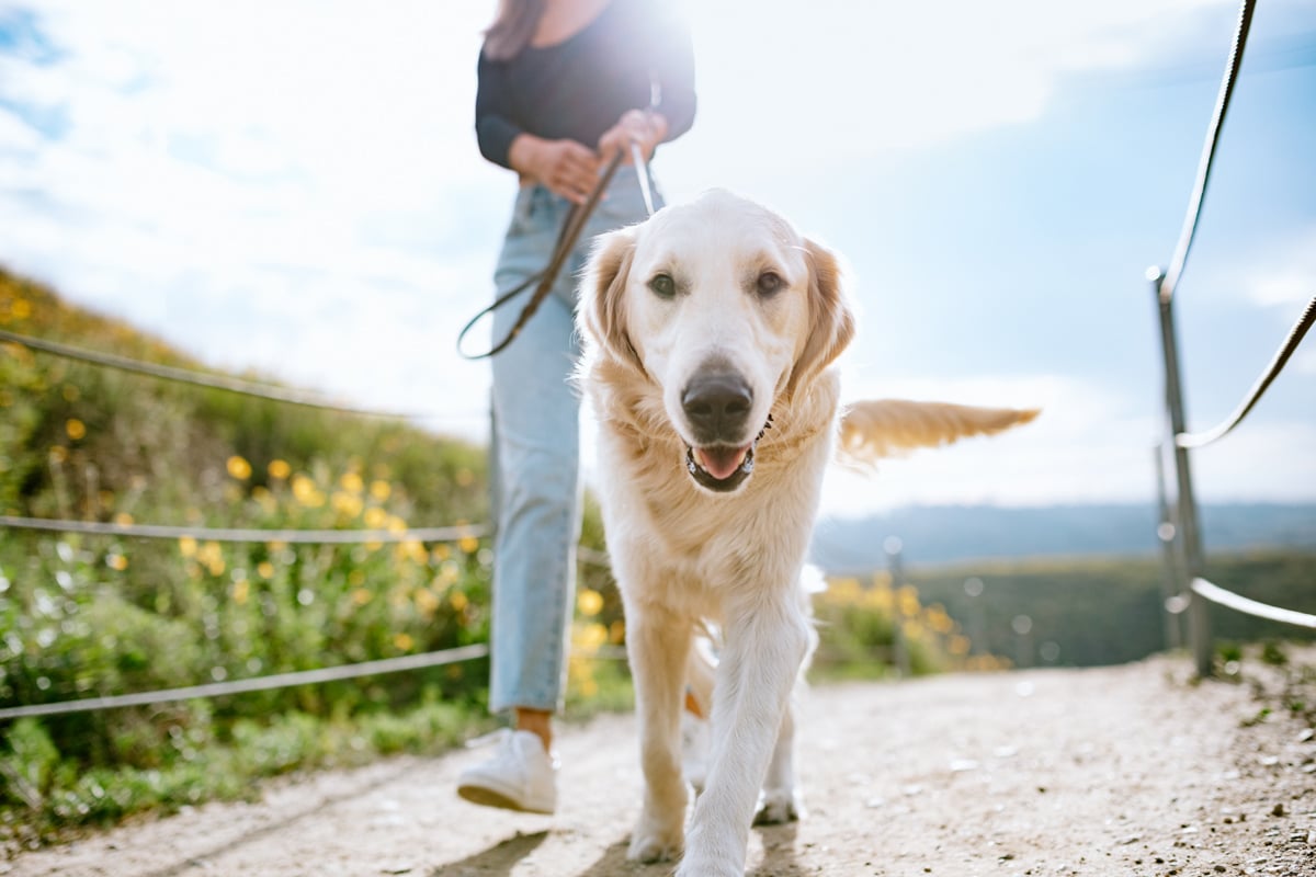 Planned dog path