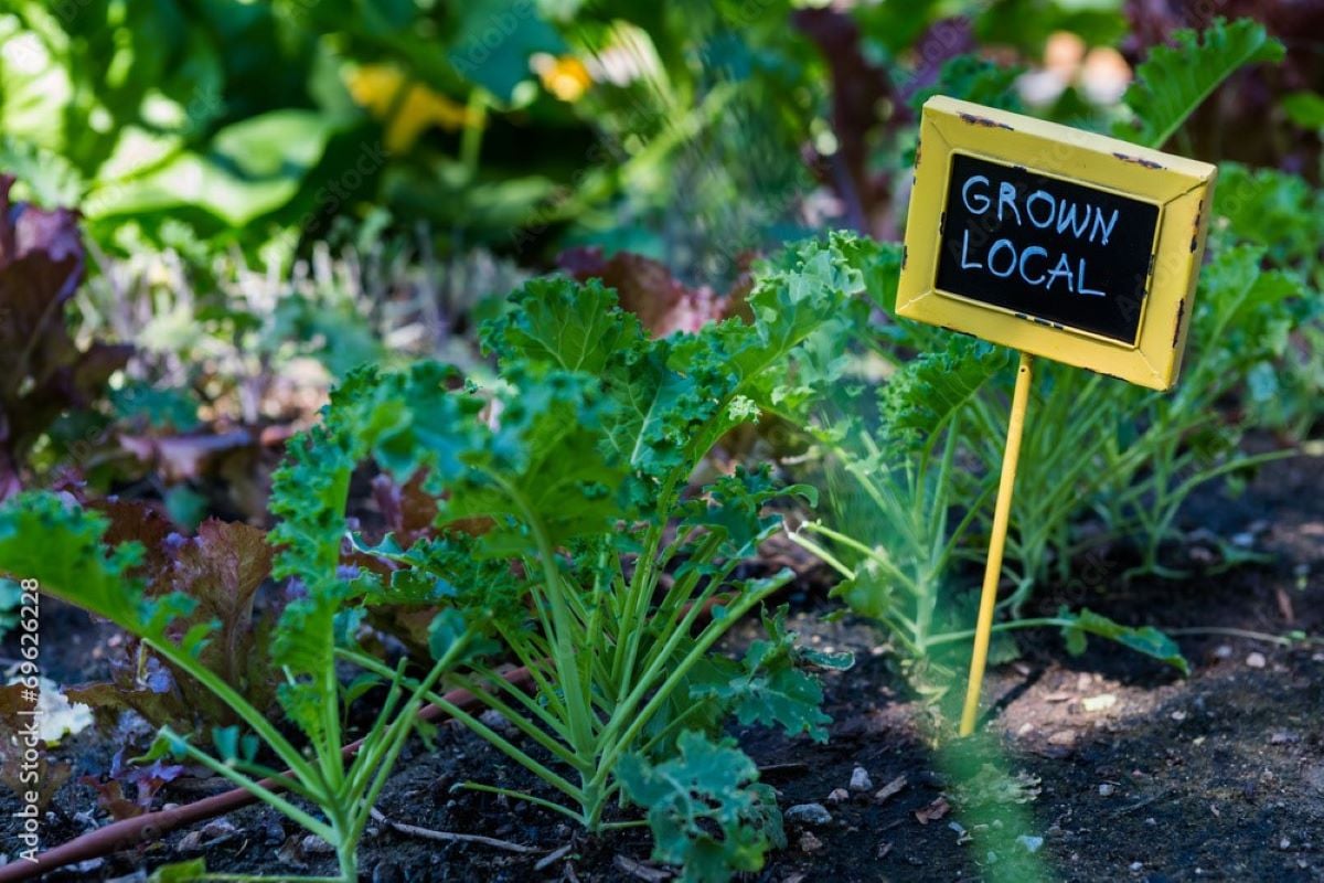 Community garden 