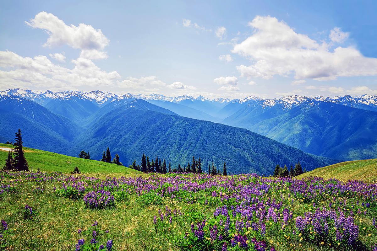 Close to great hiking trails at Olympic Mountains